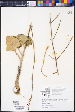Anulocaulis leiosolenus var. lasianthus image