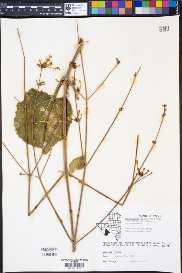 Anulocaulis leiosolenus var. lasianthus image