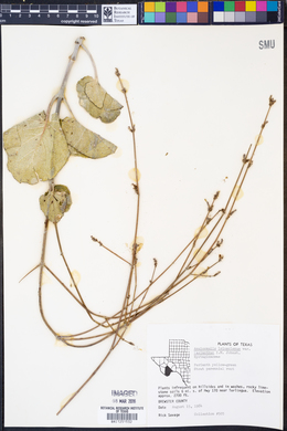 Anulocaulis leiosolenus var. lasianthus image