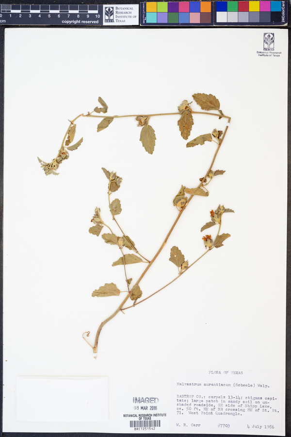 Malvastrum image