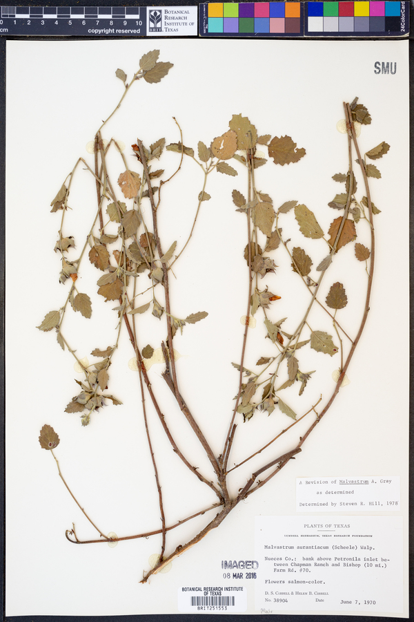 Malvastrum aurantiacum image