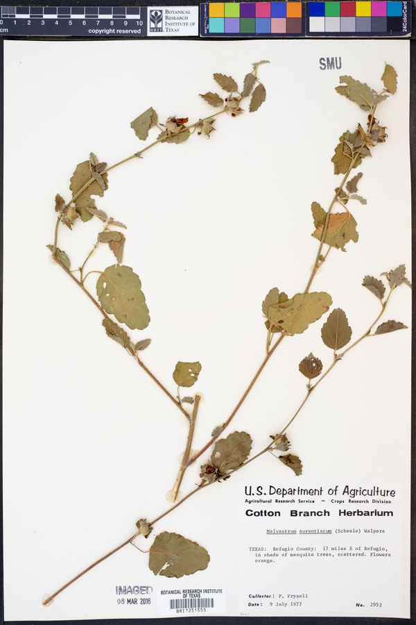 Malvastrum aurantiacum image