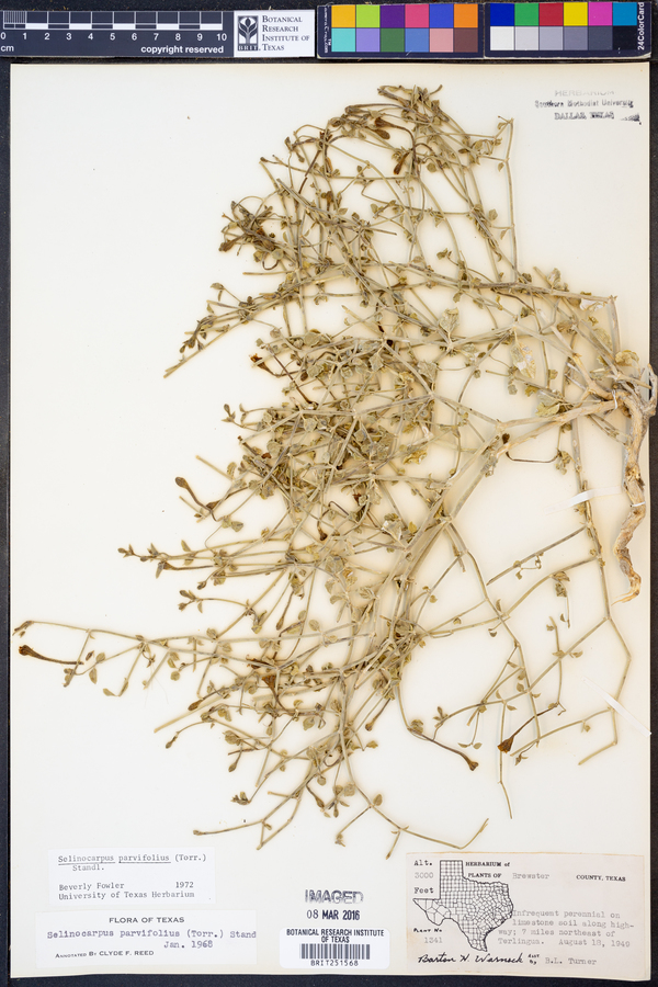 Acleisanthes parvifolia image