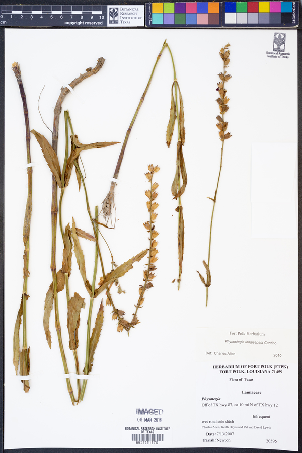 Physostegia longisepala image