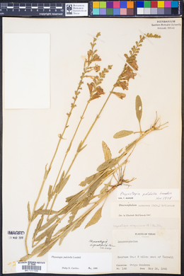 Physostegia pulchella image