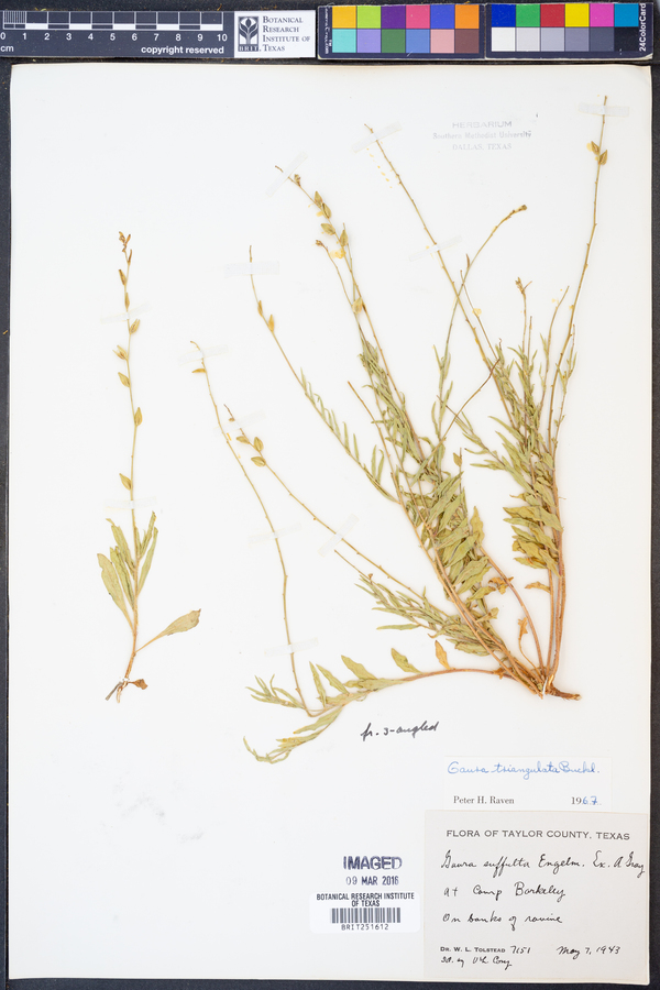 Gaura triangulata image