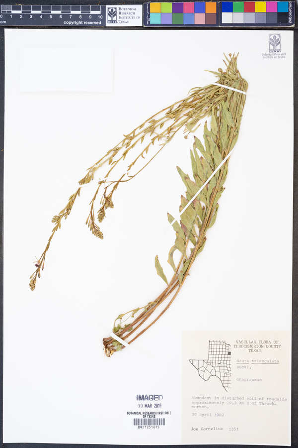 Oenothera triangulata image