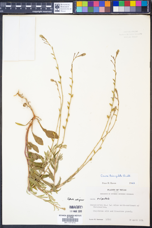 Gaura triangulata image