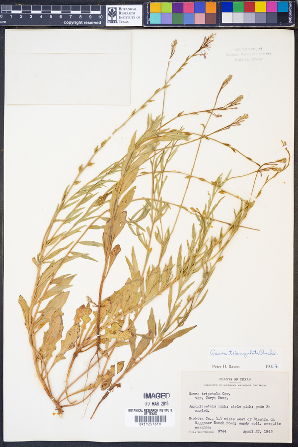 Oenothera triangulata image
