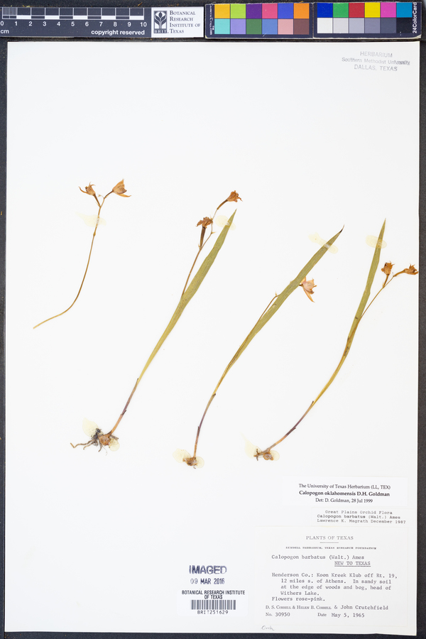 Calopogon oklahomensis image