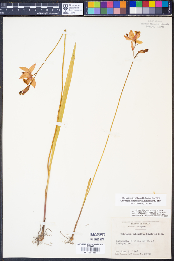 Calopogon tuberosus image