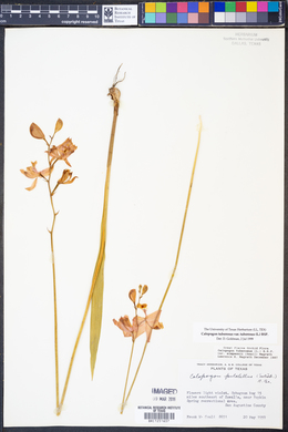 Calopogon tuberosus var. tuberosus image