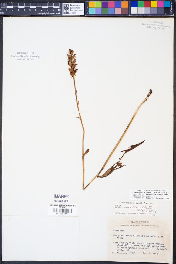 Platanthera clavellata image