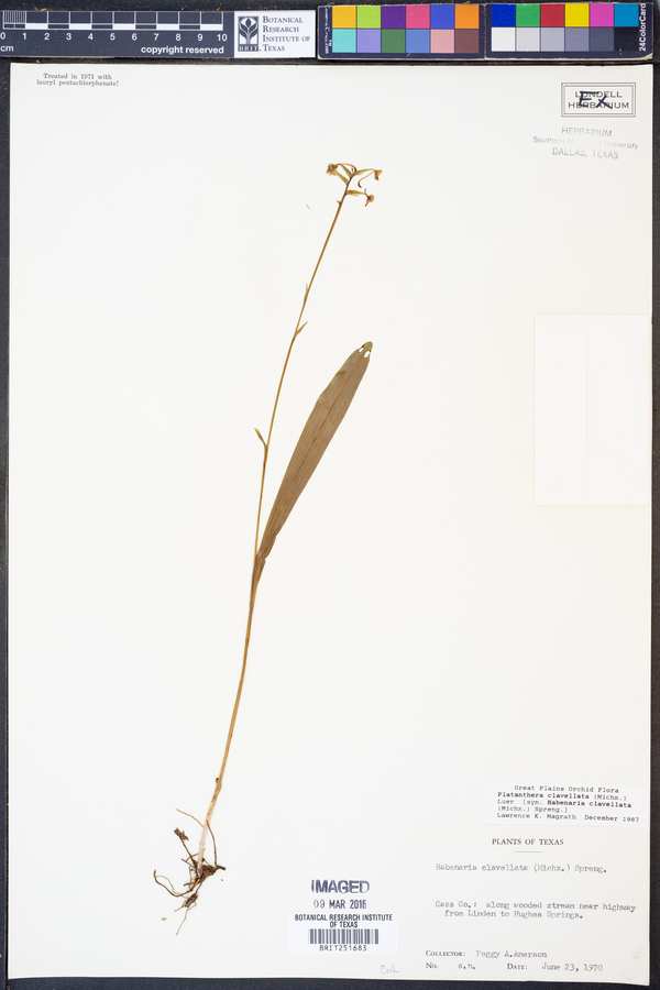 Platanthera clavellata image