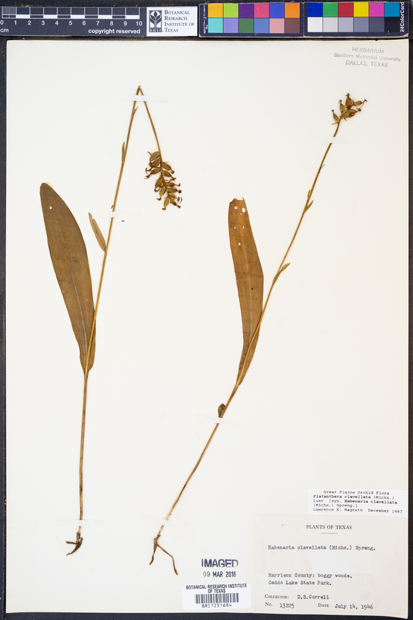 Platanthera clavellata image