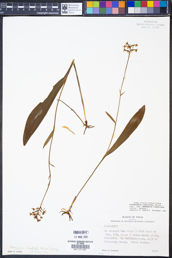 Platanthera clavellata image
