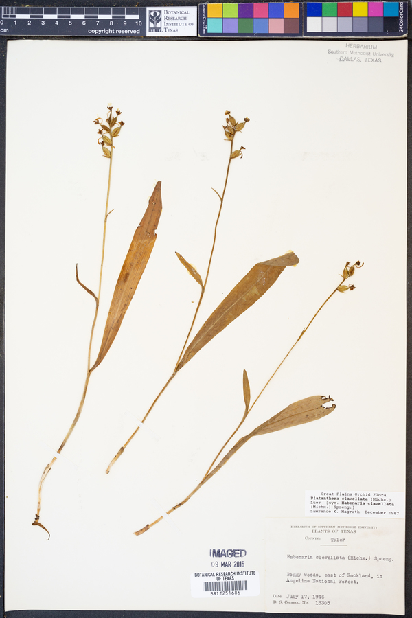 Platanthera clavellata image