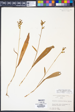 Image of Platanthera clavellata