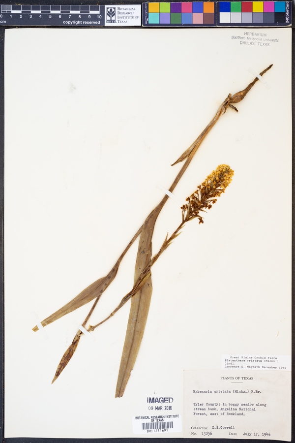 Platanthera cristata image