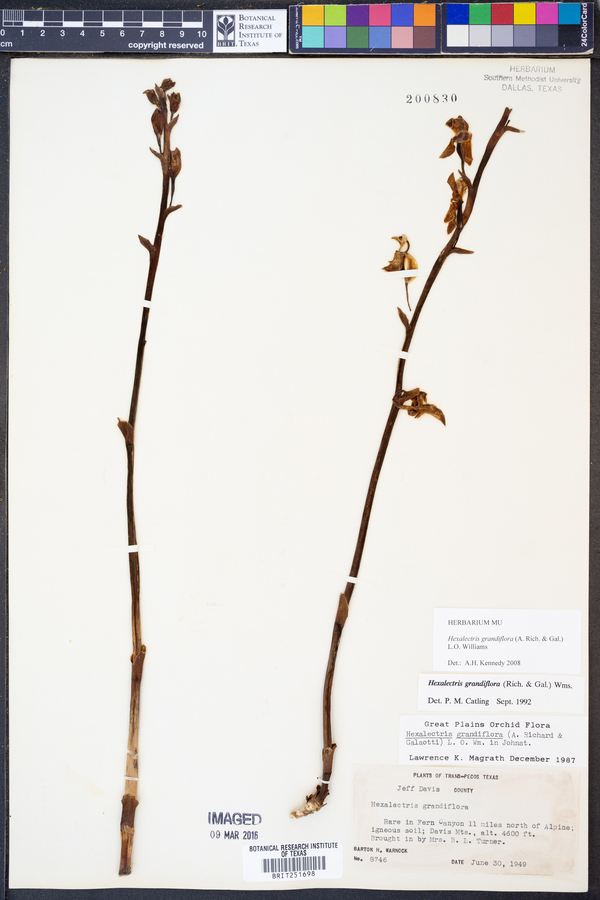 Hexalectris grandiflora image