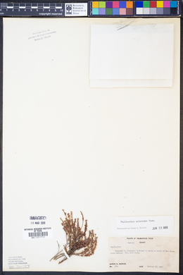 Image of Phyllanthus ericoides