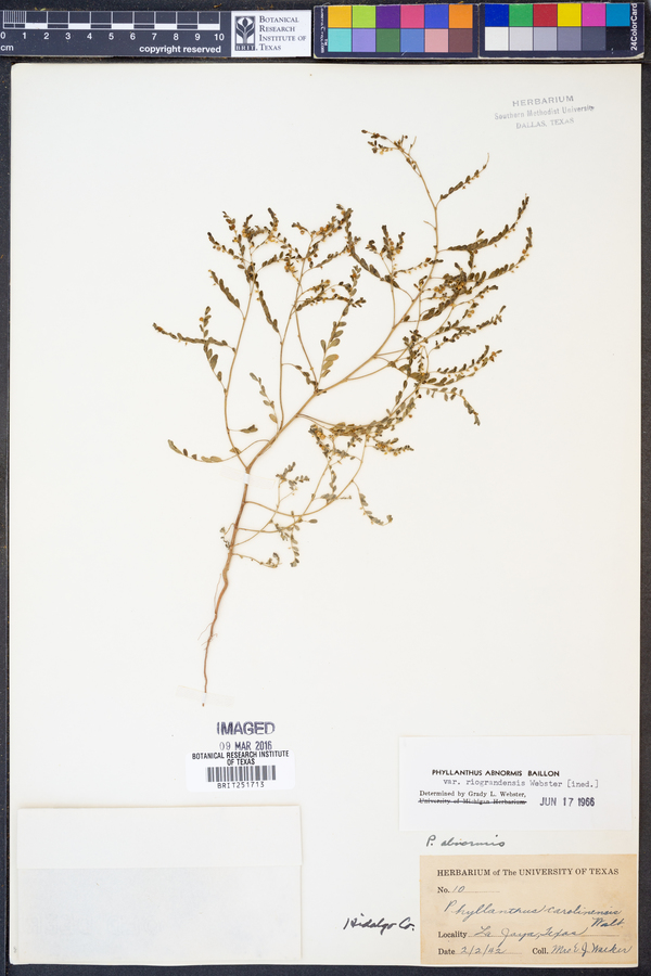 Phyllanthus abnormis var. riograndensis image