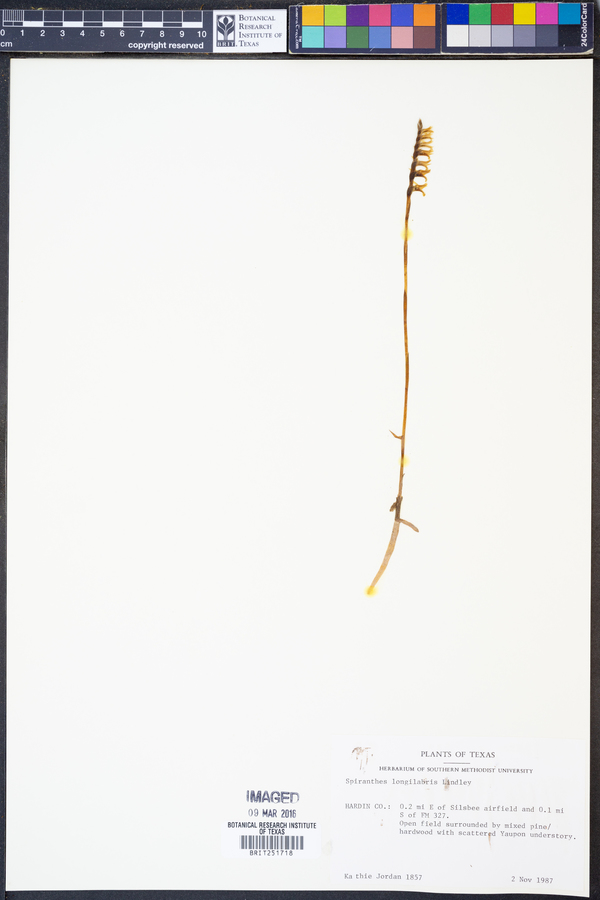 Spiranthes longilabris image