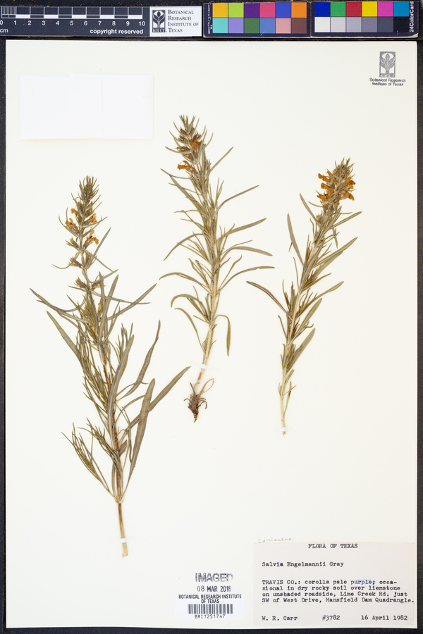 Salvia engelmannii image