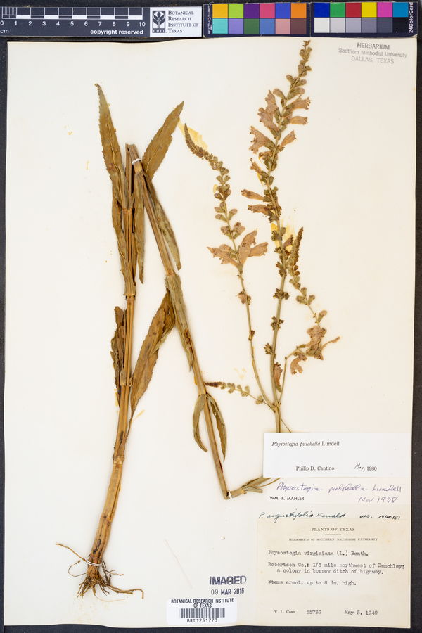 Physostegia pulchella image