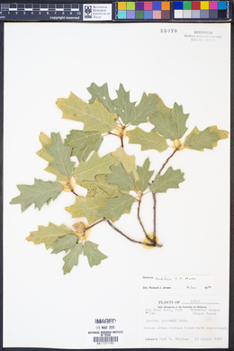Image of Quercus tardifolia