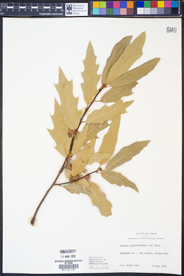 Quercus graciliformis image