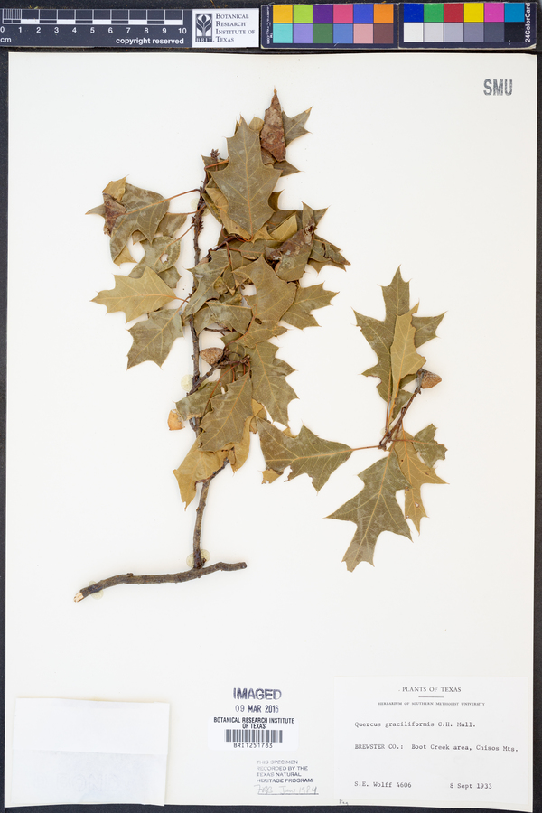 Quercus graciliformis image