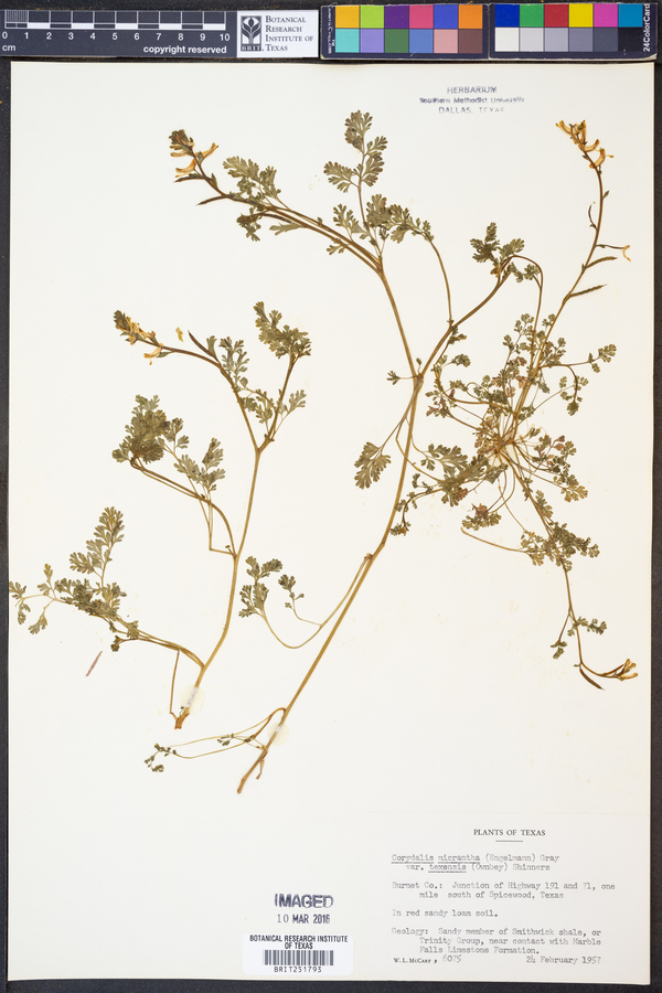 Corydalis micrantha var. texensis image