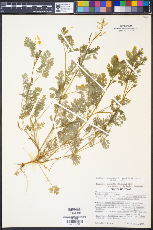 Corydalis micrantha var. texensis image