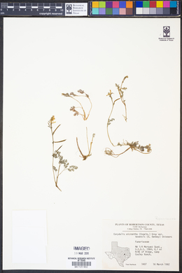 Corydalis micrantha subsp. texensis image