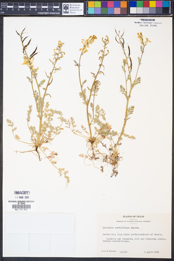 Corydalis curvisiliqua image