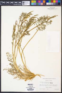 Corydalis curvisiliqua image