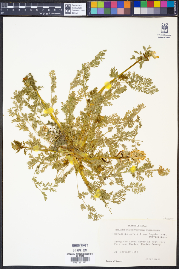Corydalis curvisiliqua var. curvisiliqua image