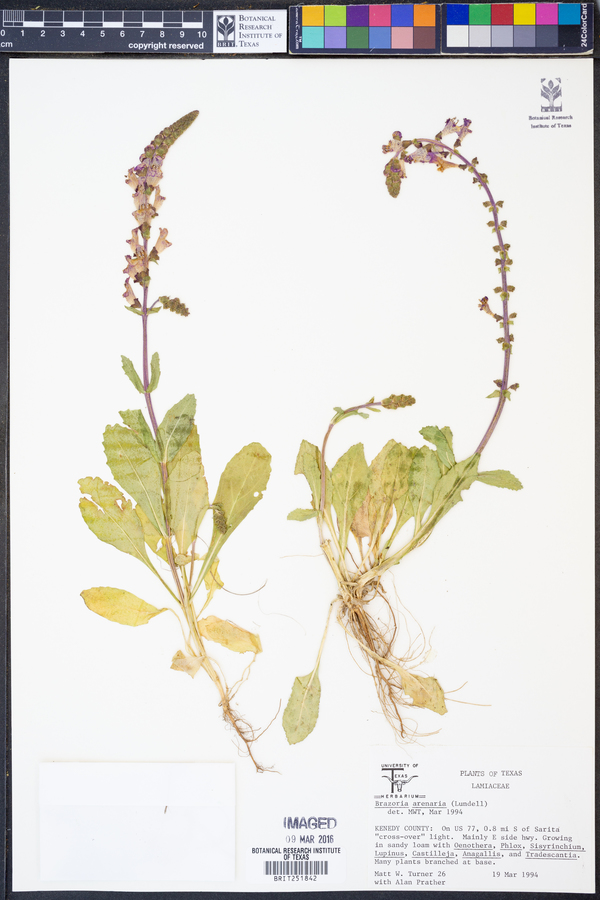 Brazoria arenaria image