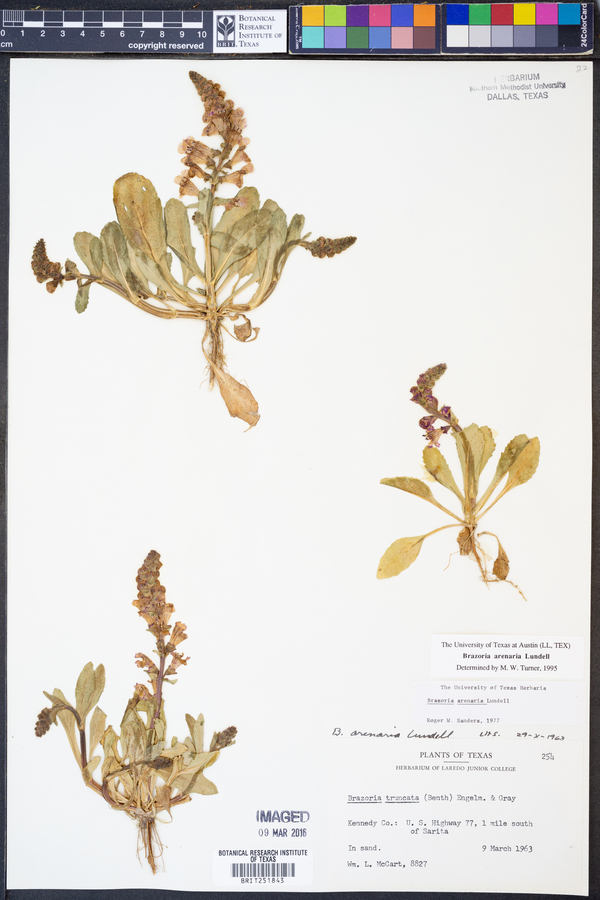 Brazoria arenaria image
