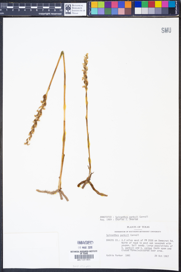 Spiranthes parksii image