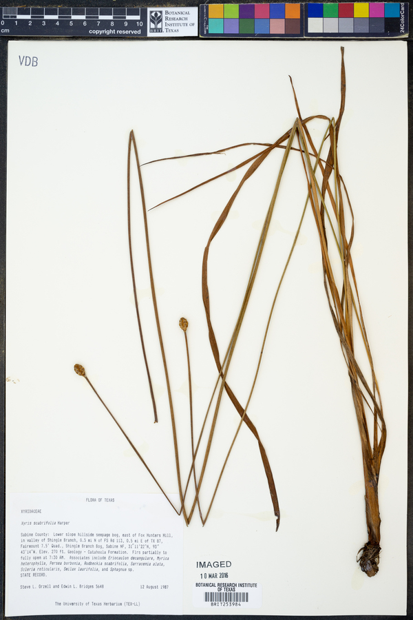 Xyris scabrifolia image