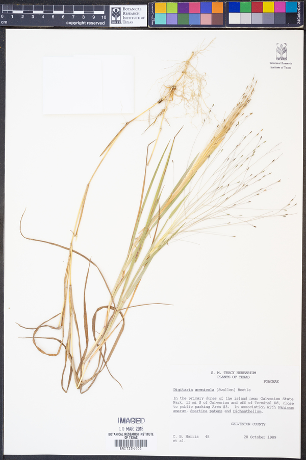 Digitaria arenicola image