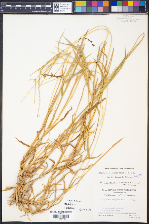 Digitaria bicornis image