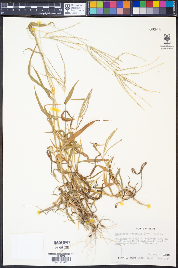 Digitaria bicornis image