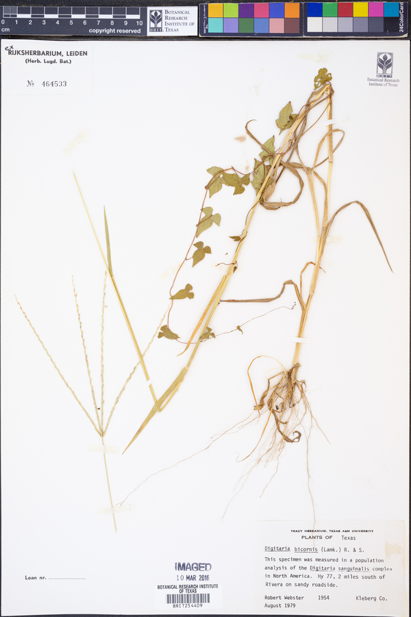 Digitaria bicornis image