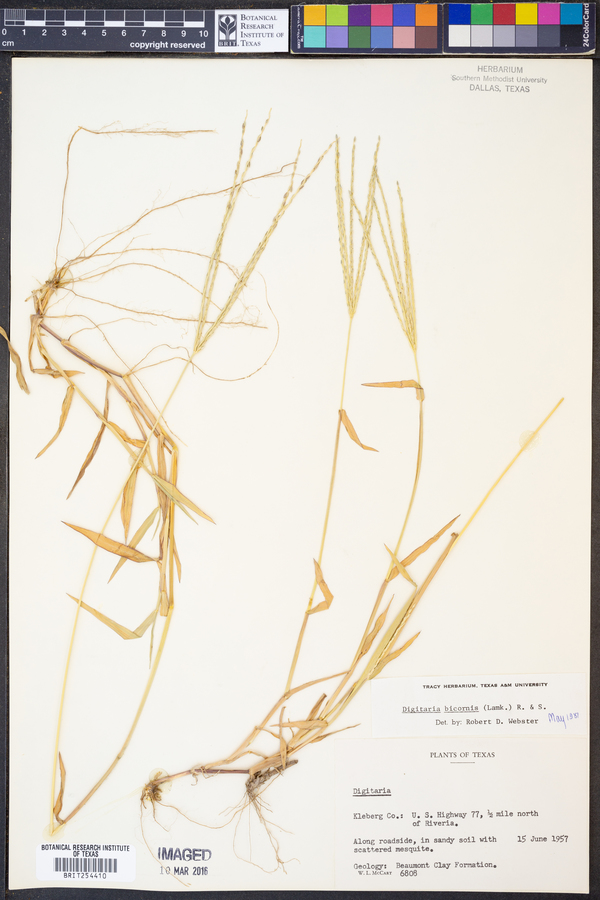 Digitaria bicornis image