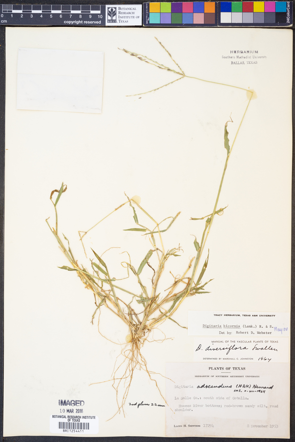 Digitaria bicornis image