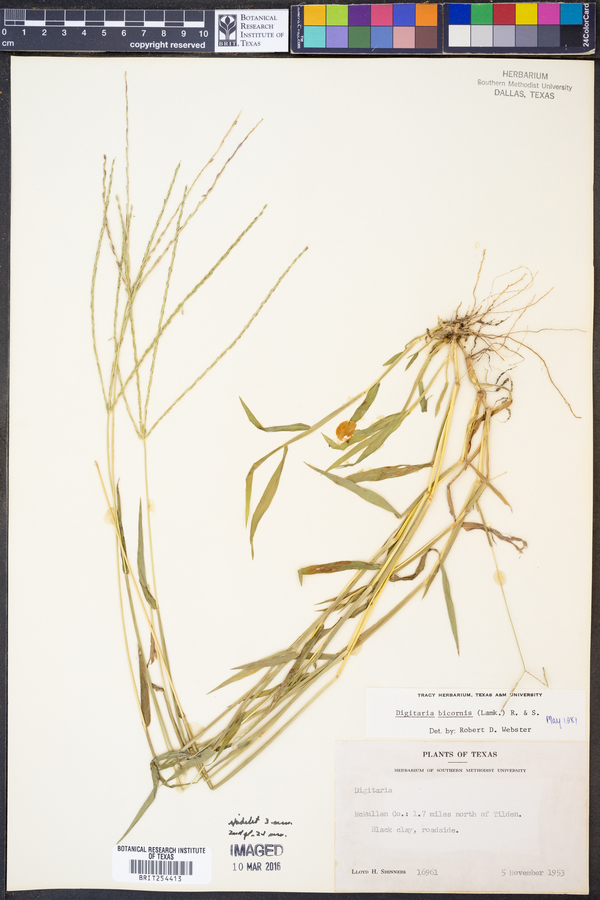 Digitaria bicornis image