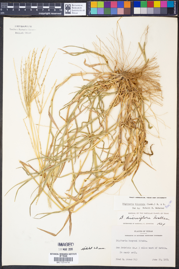 Digitaria bicornis image